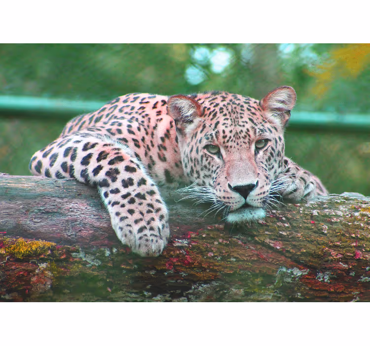 Tapisserie murale animaux léopard se reposant gracieusement - TenStickers