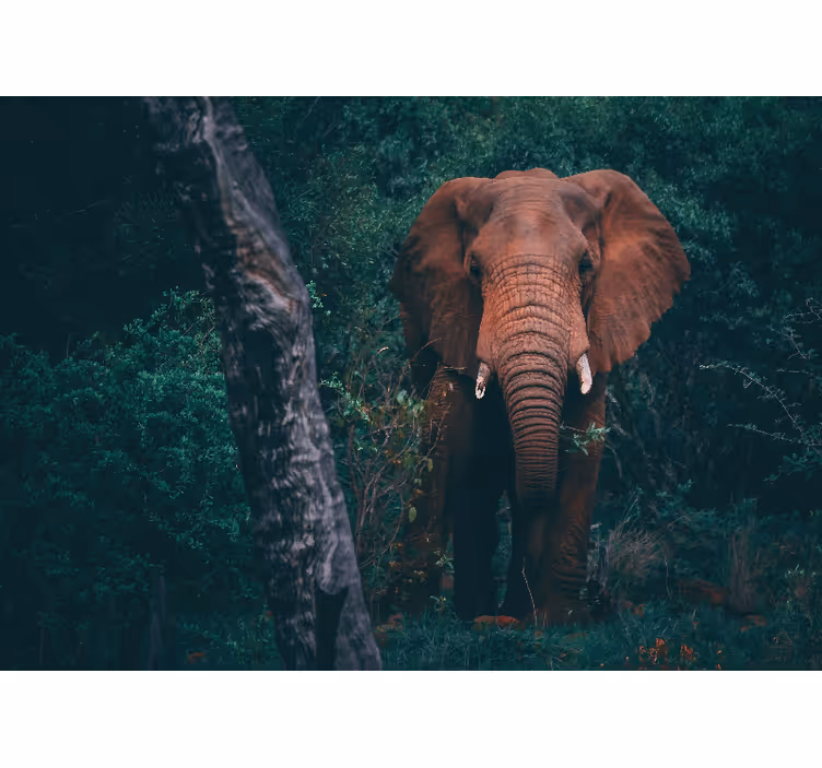 Tapisserie murale animaux présence d'Éléphant majestueux - TenStickers