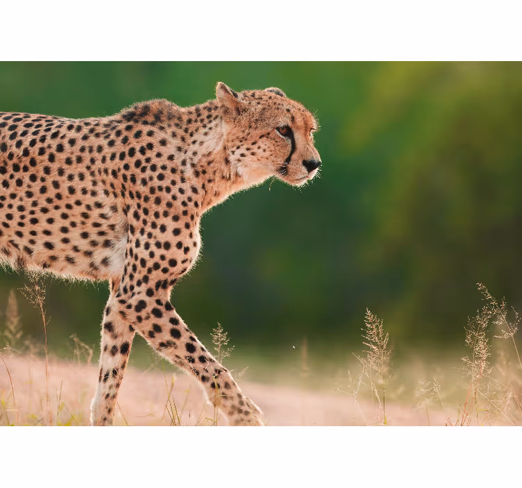 Tapisserie murale animaux guépard en mouvement - TenStickers