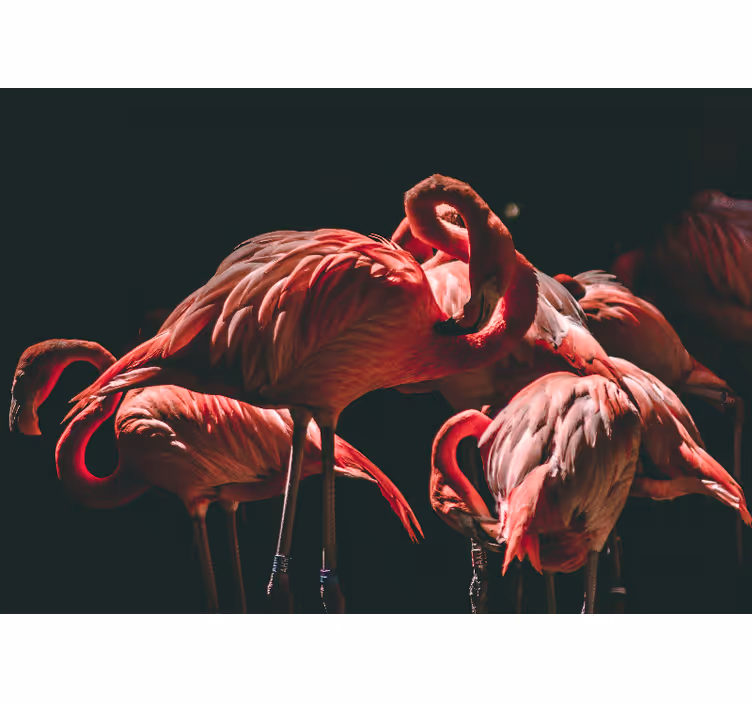 Papier peint salon Flamants roses illuminés au bord - TenStickers