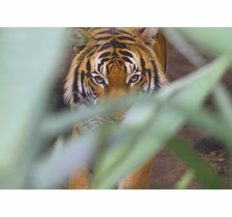 Tapisserie murale animaux tigre dans la nature - TenStickers