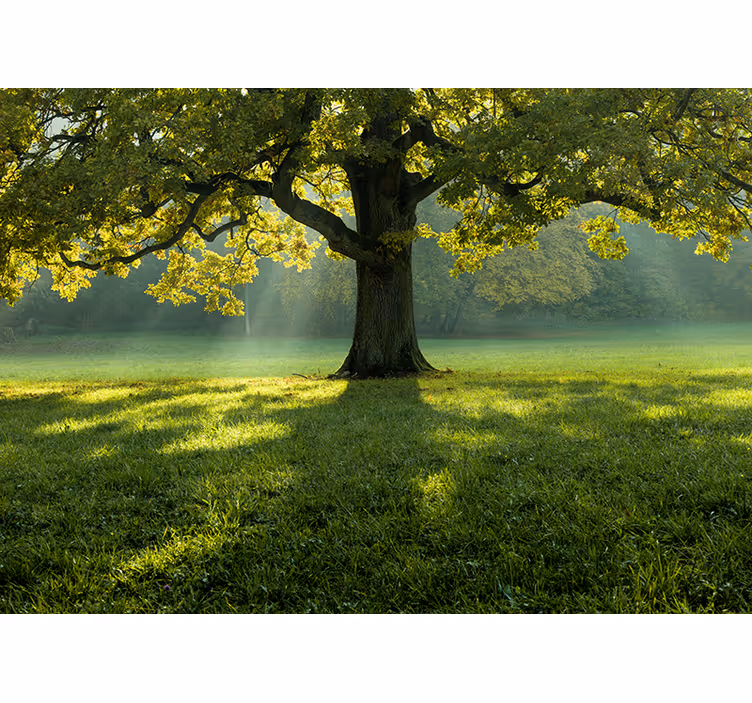 Papier peint mural forets Un arbre solitaire dans l'herbe - TenStickers