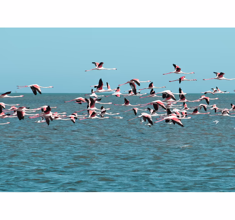 Tapisserie murale animaux flamants sur l'eau - TenStickers