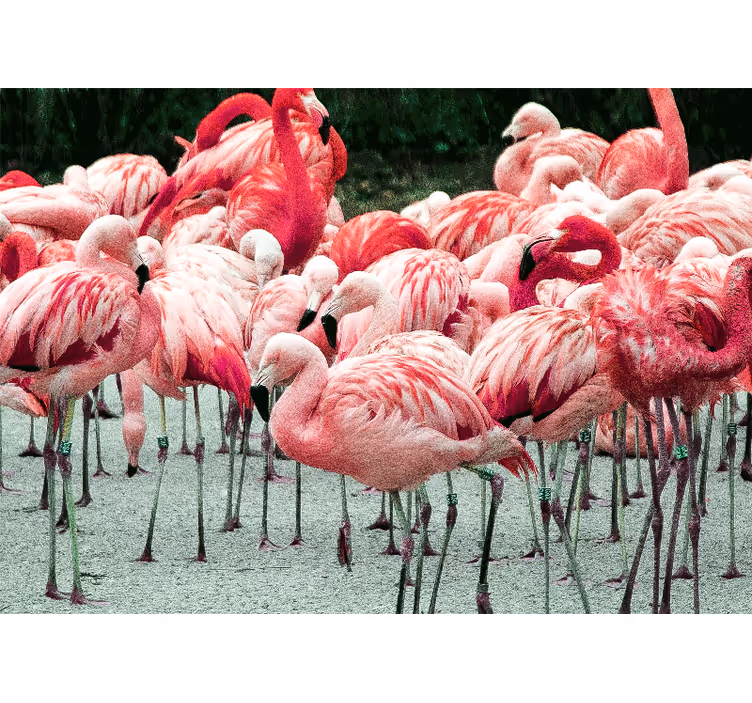 Tapisserie murale animaux flock de flamants - TenStickers