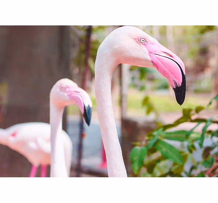 Tapisserie autres animaux flamants élégants paire - TenStickers