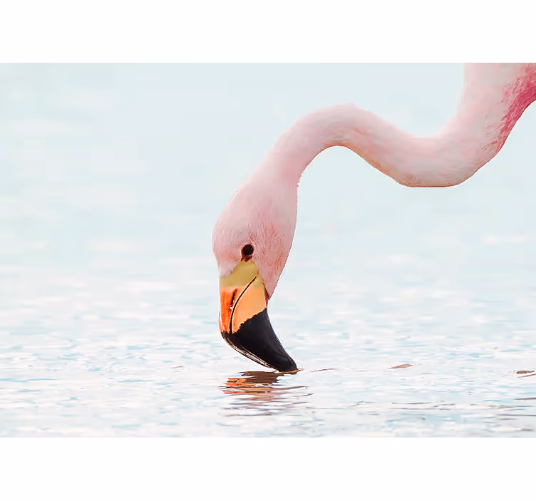 Tapisserie autres animaux reflet d'eau flamant - TenStickers