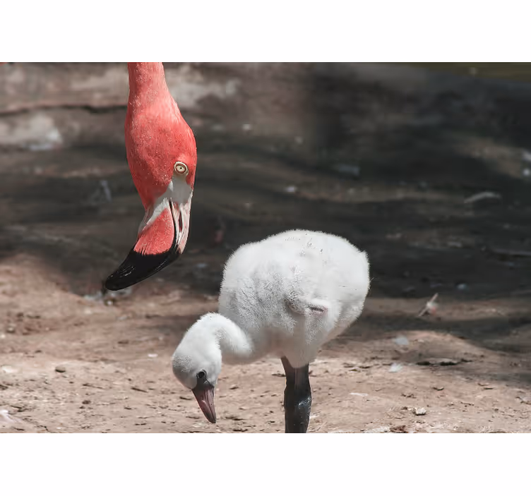 Papier peint couloir Flamant rose avec un bébé flamant rose - TenStickers