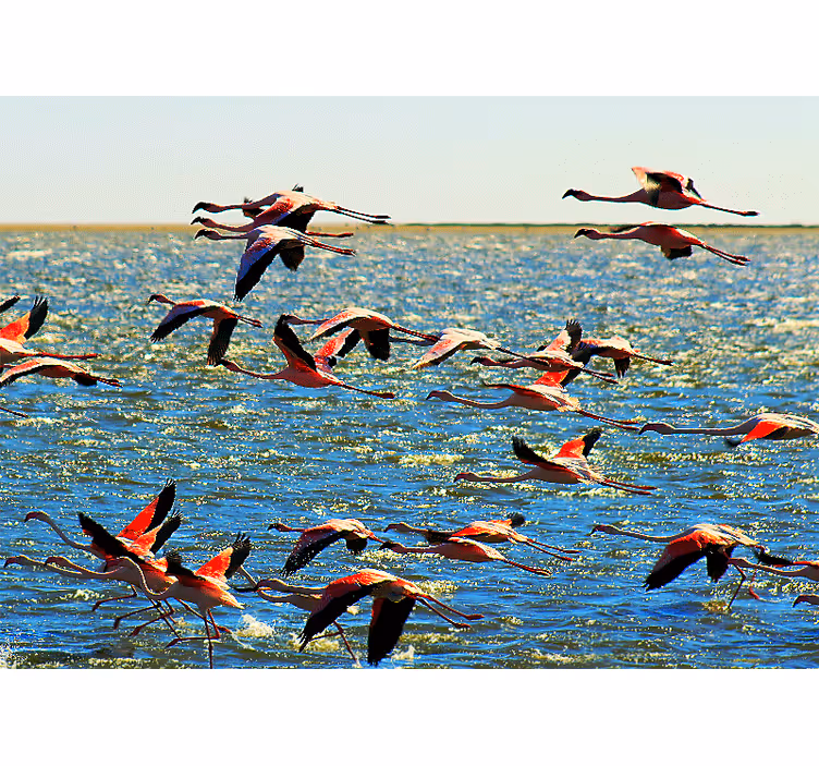 Papier peint mural d'animaux Flamants roses volant - TenStickers