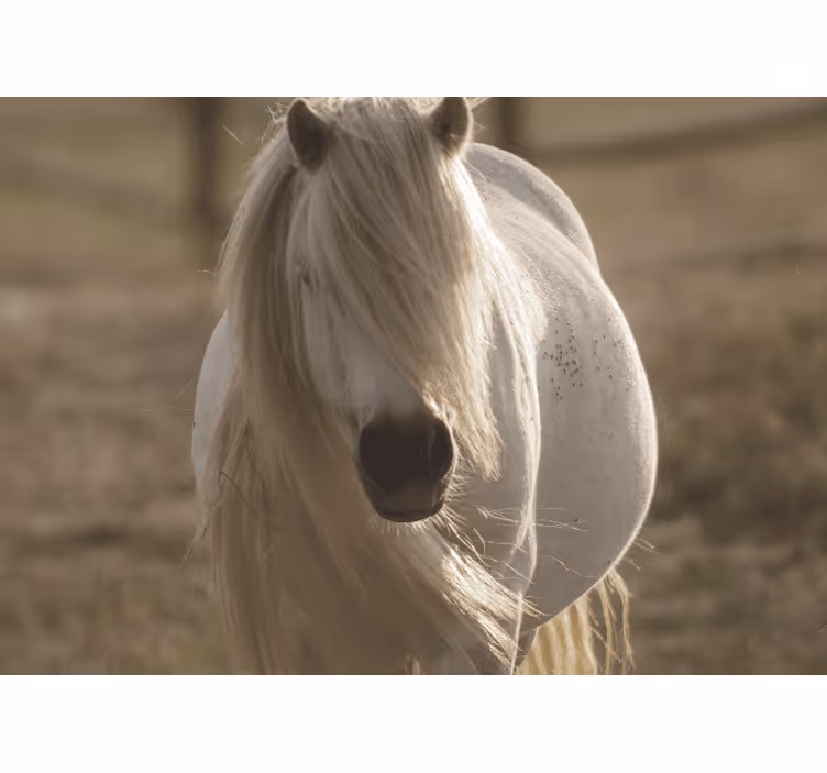 Papier peint mural d'animaux Cheval au visage blanc - TenStickers