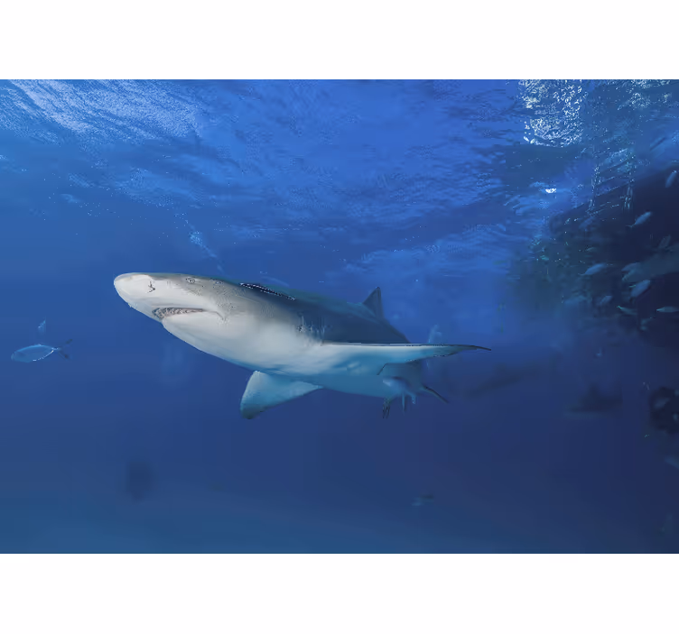 Tapisserie murale animaux exploration du requin majestueux - TenStickers