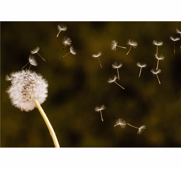 Papier peint fleuri Pissenlit volant dans le vent - TenStickers