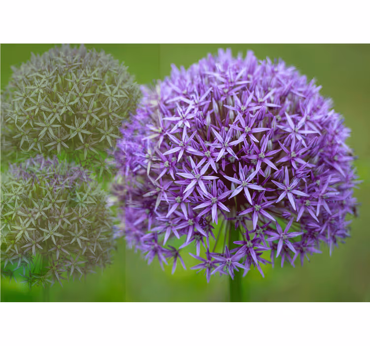 Tapisserie murale coquelicots arrangement floral violet - TenStickers