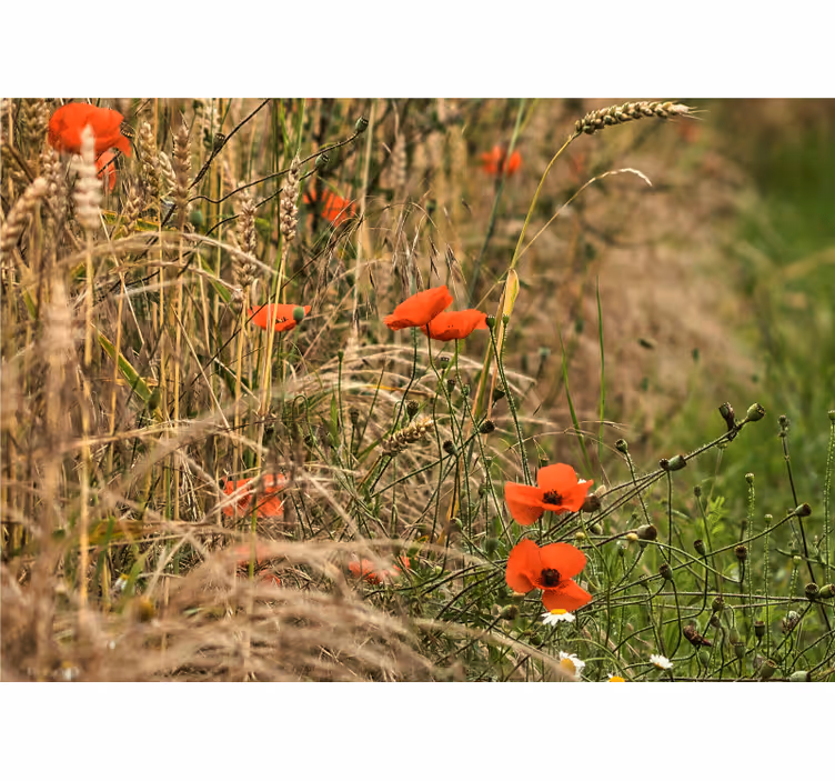 Papier peint fleuri Champ de coquelicots rouges - TenStickers