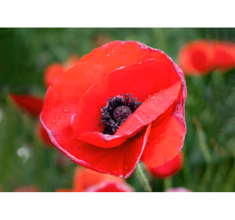 Tapisserie murale coquelicots fleur de coquelicot - TenStickers
