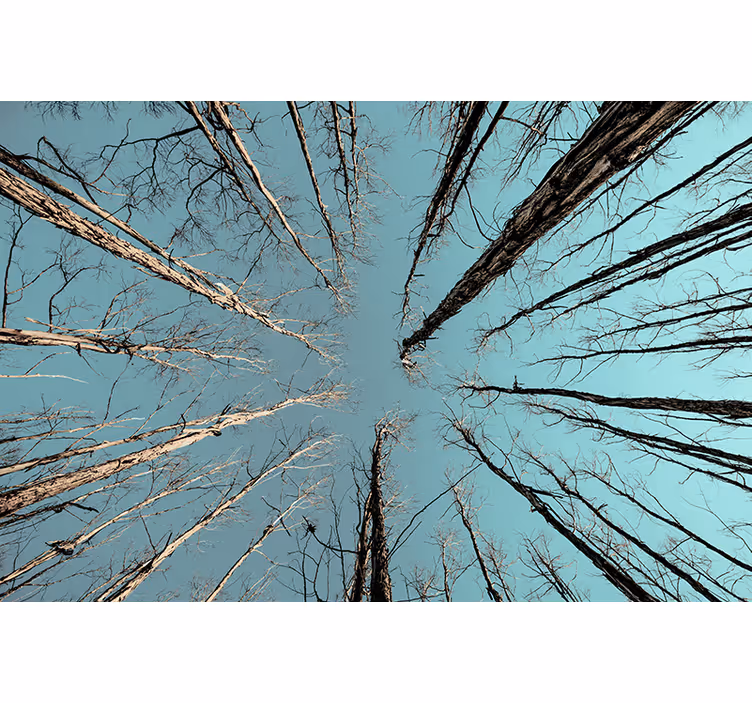 Tapisserie murale arbre vers le ciel - TenStickers