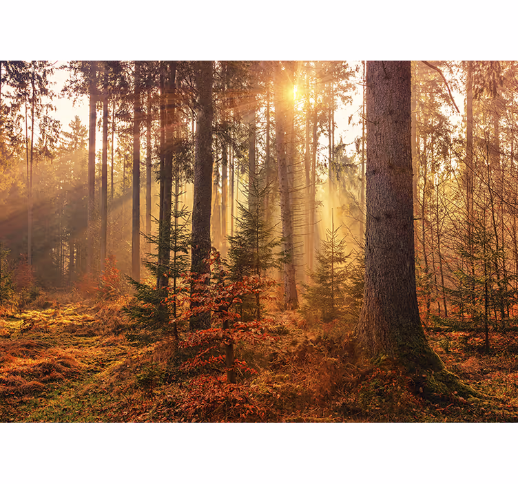 Tapisserie forêt éclat ensoleillé - TenStickers