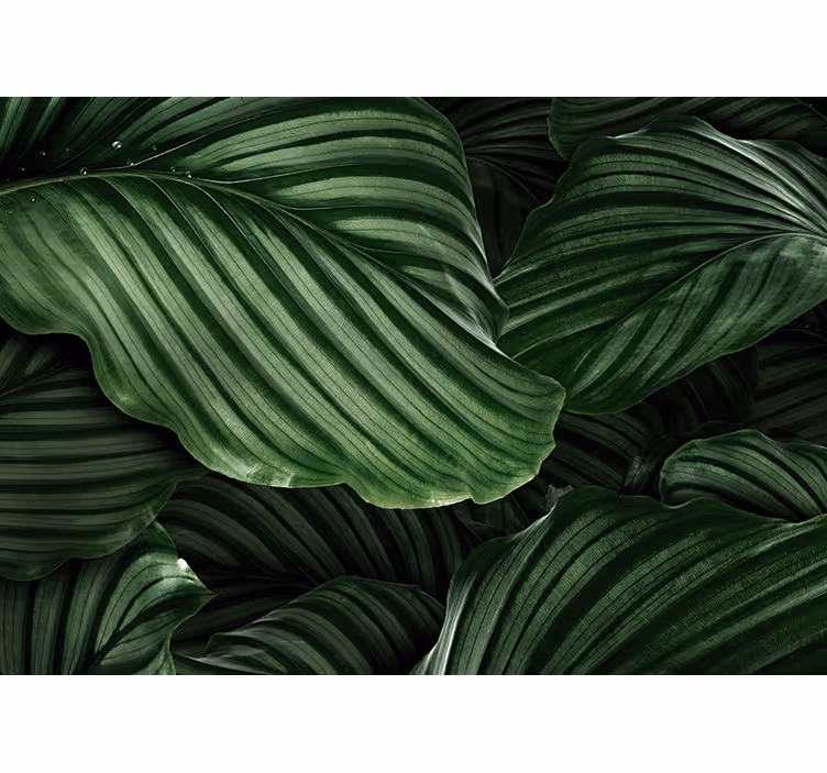 Papier peint salon Plantes à feuilles vertes - TenStickers
