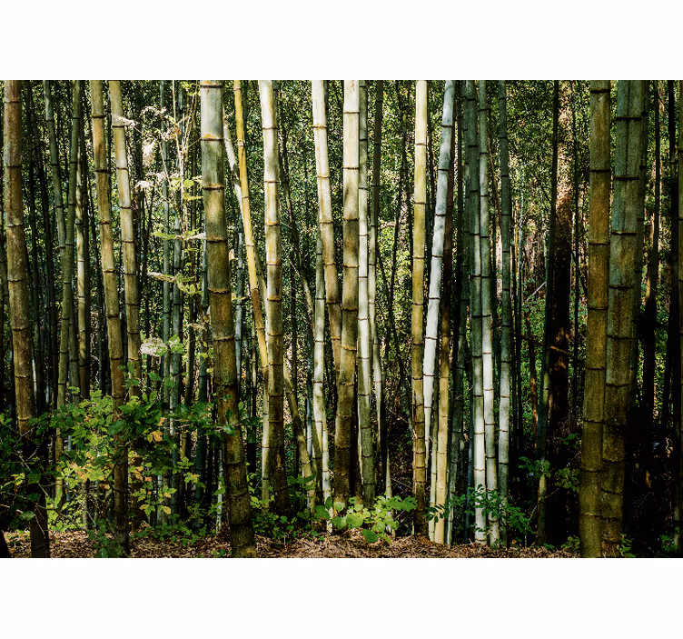 Tapisserie murale bambou paysage de bambou - TenStickers
