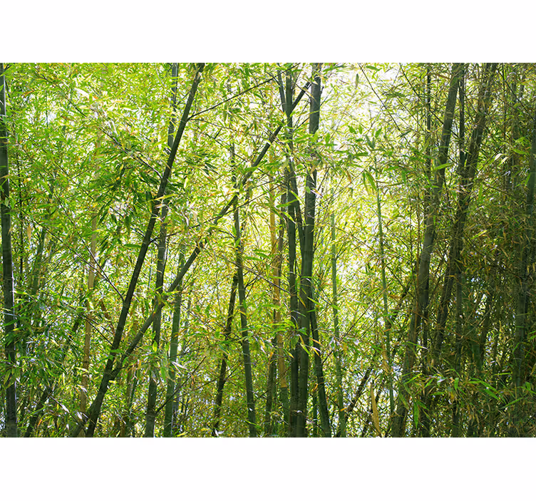 Tapisserie murale bambou forêt de bambous vibrante - TenStickers