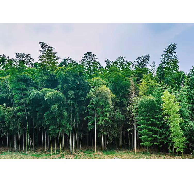 Papier peint mural arbres Forêt de bambous verts - TenStickers