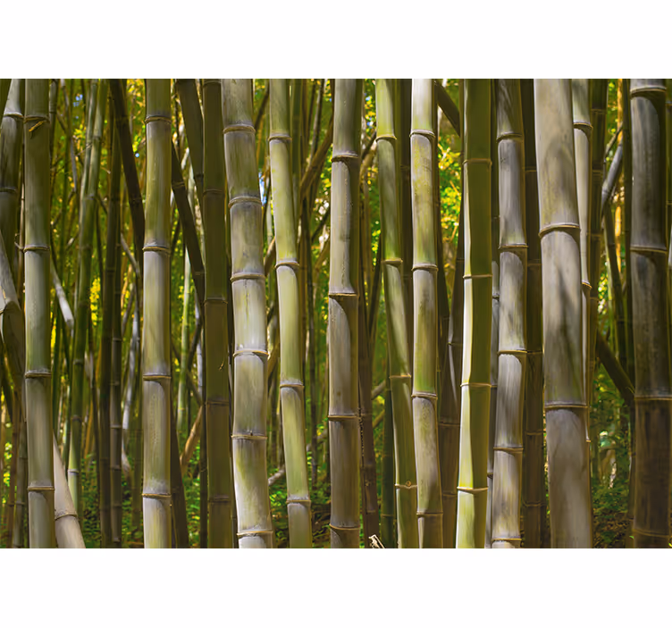 Papier peint mural arbres Forêt de bambous naturels - TenStickers