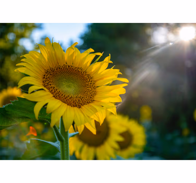 Papier peint mural de fleurs Lumineux trois tournesols - TenStickers
