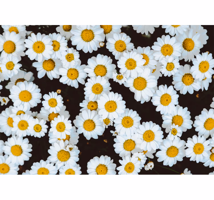 Tapisserie fleur motif floral camomille - TenStickers