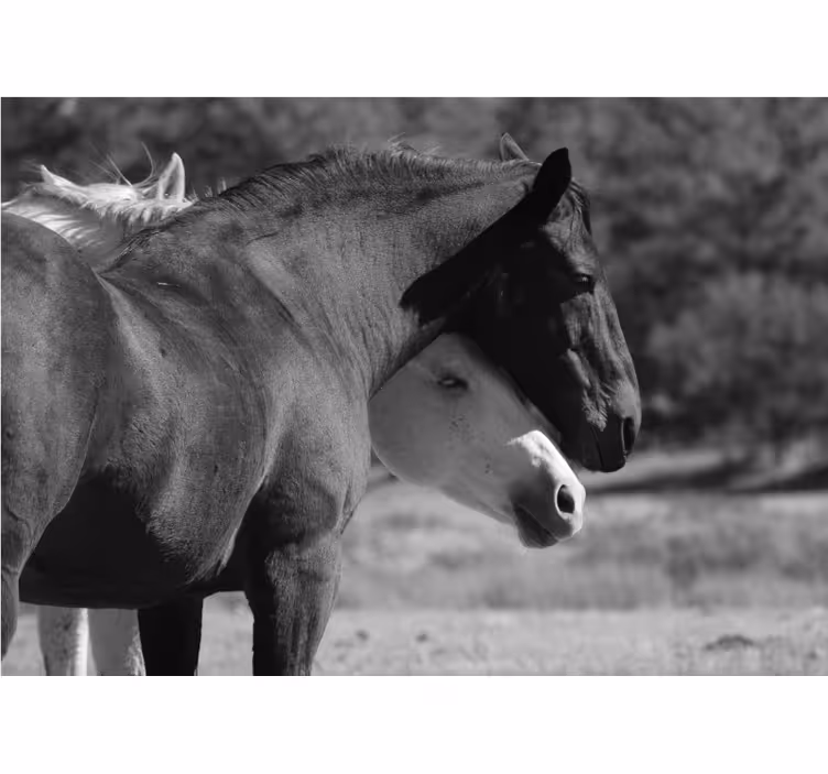 Papier peint mural d'animaux Chevaux noirs et blancs étreignant - TenStickers