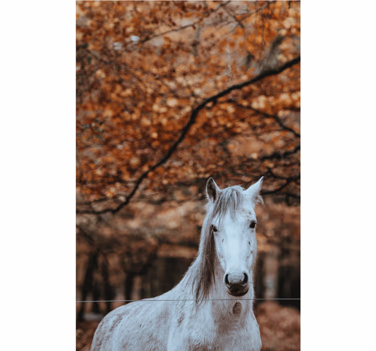 Tapisserie murale animaux majestueux cheval blanc - TenStickers