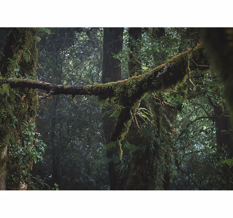 Papier peint mural forets Feuillage amazonien - TenStickers