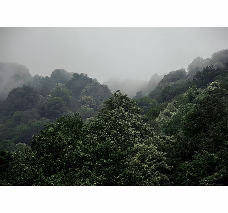 Papier peint mural forets Arbres verts et brouillard d'en haut - TenStickers