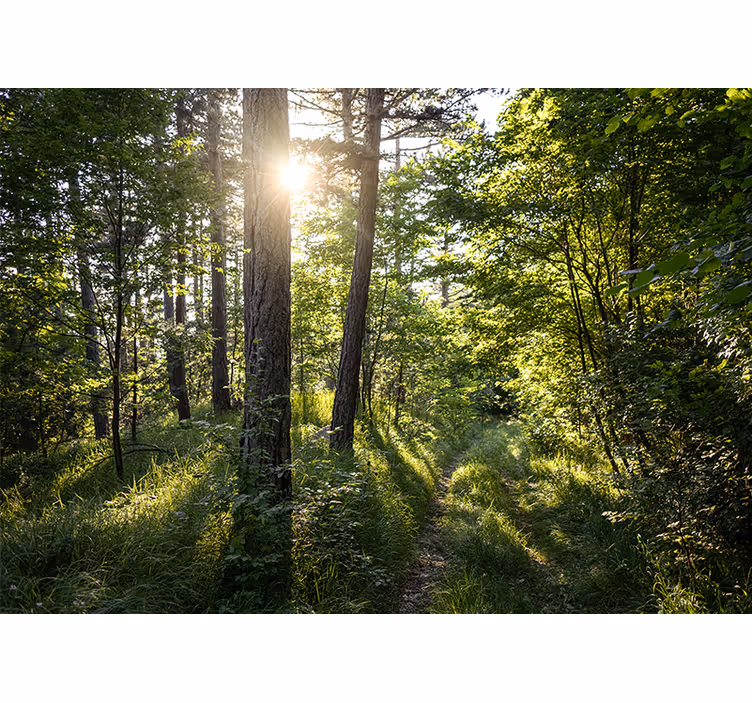 Tapisserie nature chemin lumineux dans la forêt - TenStickers