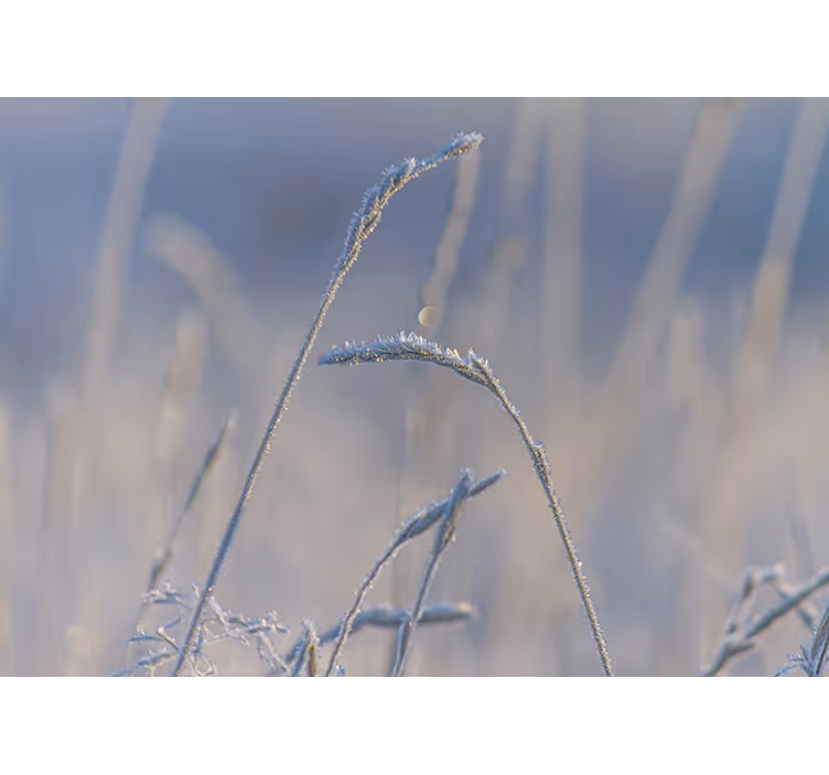 Papier peint nature Herbe fine sur bleu - TenStickers