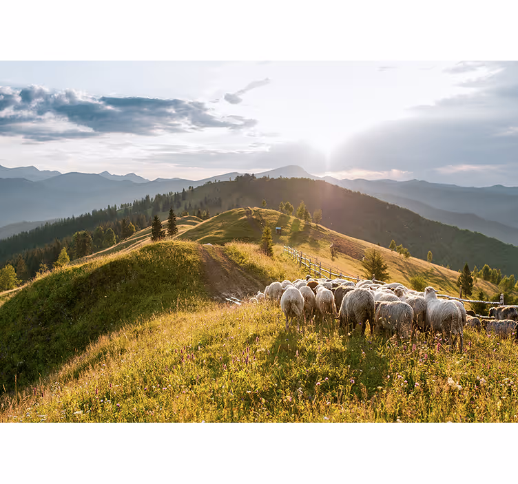 Tapisserie murale paysage moutons sur la colline - TenStickers