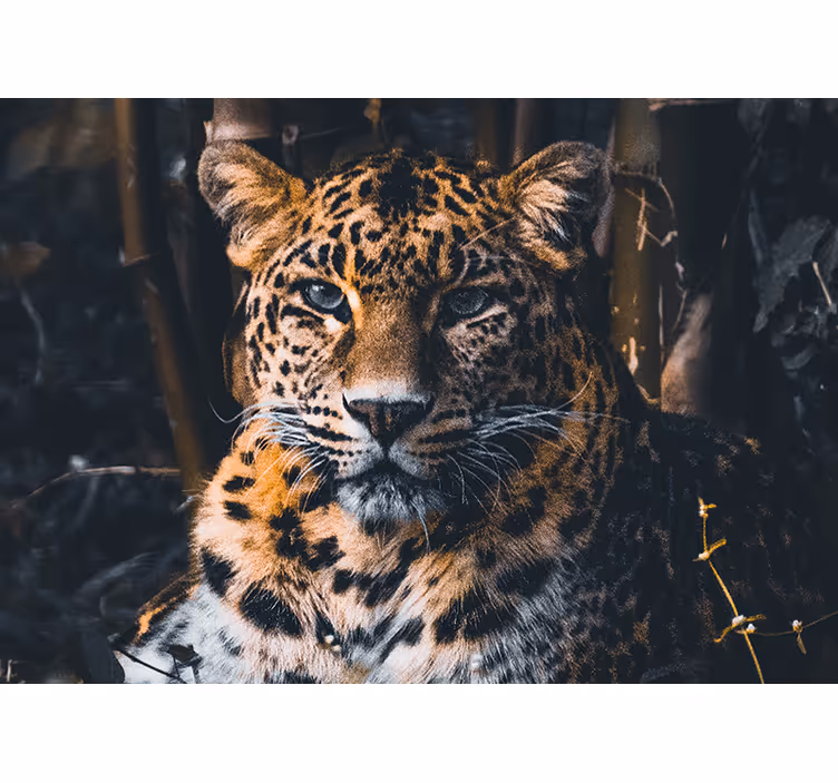 Tapisserie murale animaux portrait de léopard majestueux - TenStickers