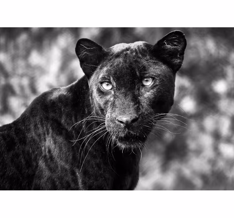 Papier peint mural Afrique Beau panter noir - TenStickers