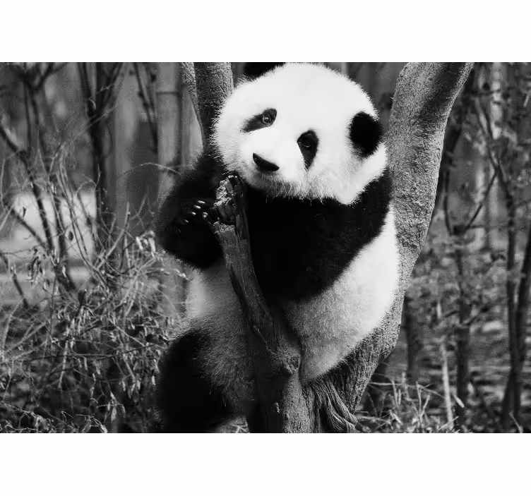 Papier peint mural Afrique Panda noir et blanc sur arbre - TenStickers