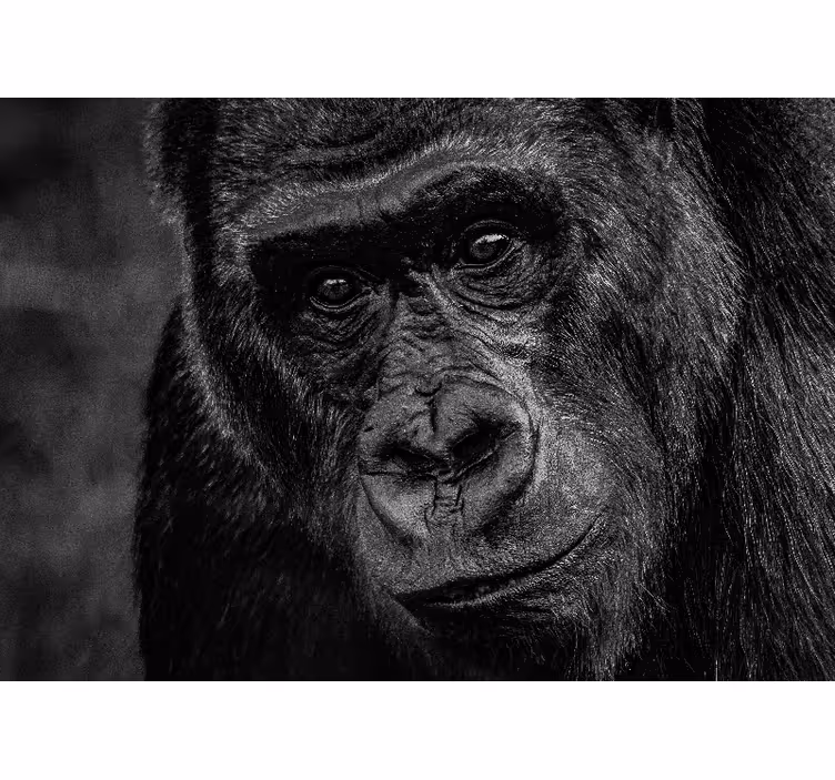 Tapisserie murale animaux gorille en gros plan - TenStickers
