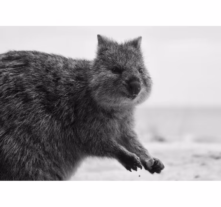 Tapisserie murale animaux expression de wombat proche - TenStickers