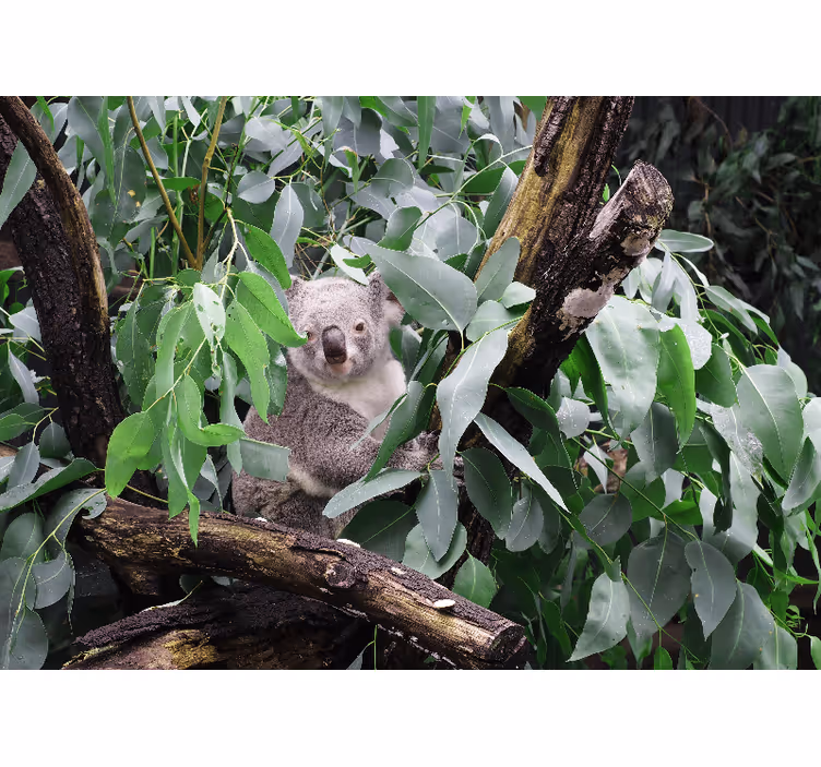 Papier peint mural Afrique Mignon koala curieux - TenStickers