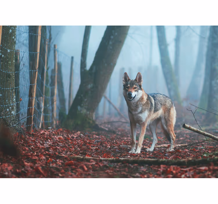 Tapisserie murale animaux loup dans la forêt brumeuse - TenStickers