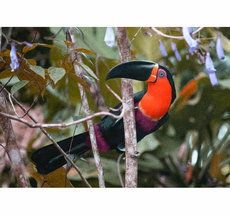 Tapisserie murale animaux affichage de toucan coloré - TenStickers