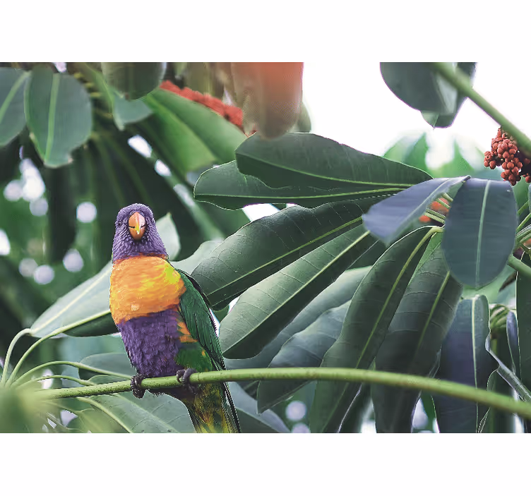 Papier peint mural Afrique Adorables oiseaux colorés - TenStickers