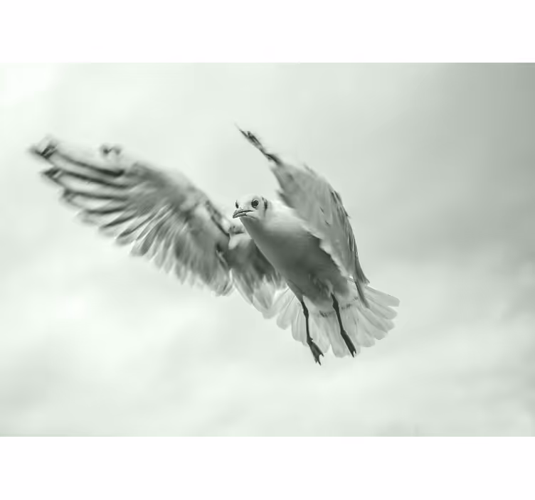 Tapisserie murale animaux oiseau blanc volant - TenStickers