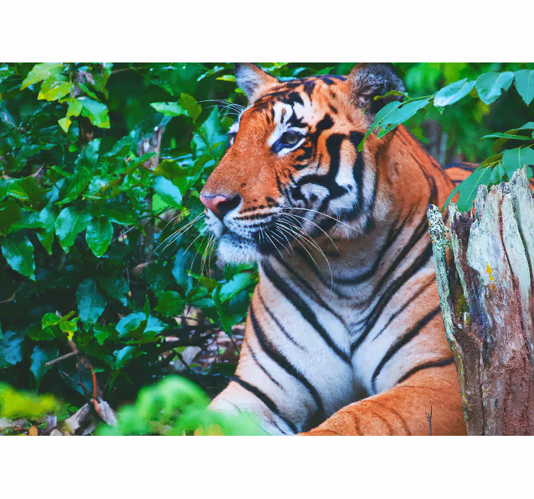 Tapisserie jungle tigre majestueux en regardant - TenStickers