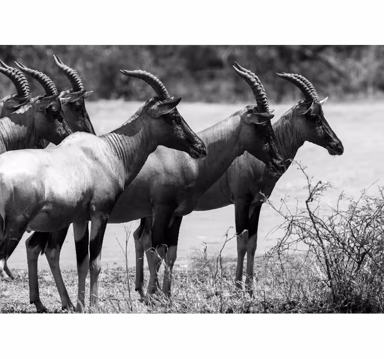 Tapisserie murale animaux troupeau d'antilopes africaines - TenStickers