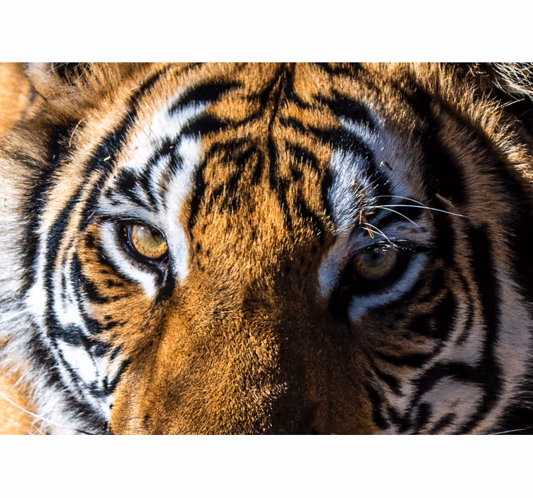 Tapisserie murale animaux gros plan sur un tigre - TenStickers