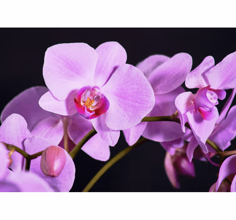 Tapisserie orchidée fleurs d'orchidées élégantes - TenStickers