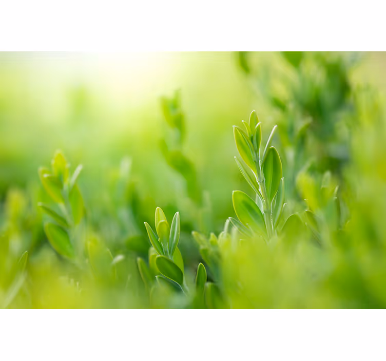 Tapisserie nature feuillage luxuriant en gros plan - TenStickers