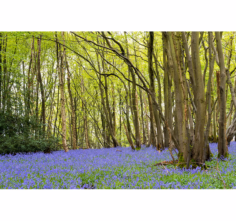 Tapisserie forêt arbres verts vibrants - TenStickers